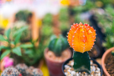 Close-up of cactus plant at market stall