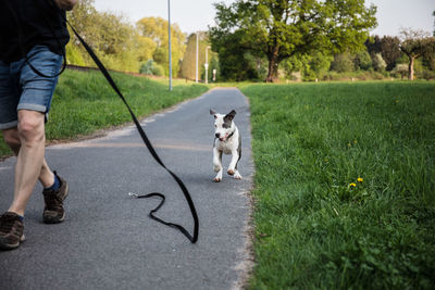 Low section of person with dog walking on grass