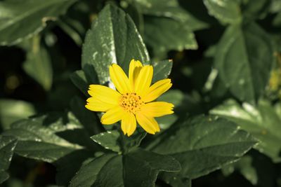 Close-up of yellow flowering plant