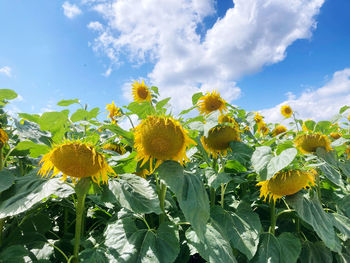 Close-up of yellow flowering plant against sky