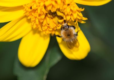 Close-up of bee on yellow flower