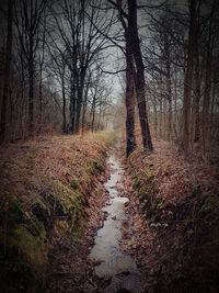 Bare trees in forest