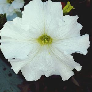 Close-up of white flowers