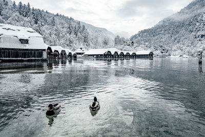 Ducks floating on a calm lake surrounded by snow-capped mountains with their reflections on the lake