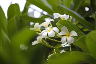 Close-up of white flowering plant