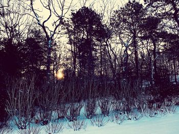 Bare trees on snow covered landscape