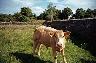 Cow standing in a field