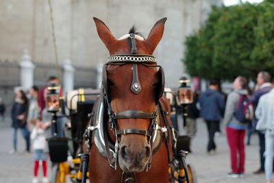 Horse cart on street