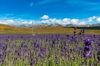 Purple flowers growing in field against sky