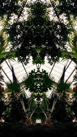 Low angle view of plants