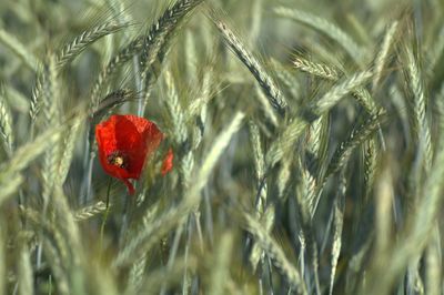 Close-up of plant against blurred background