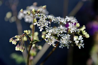 Close-up of white flowering plant