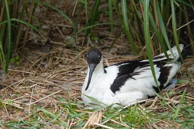 High angle view of bird on land