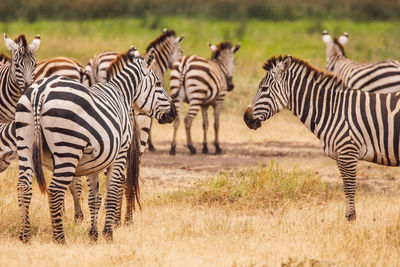 Zebra standing on field