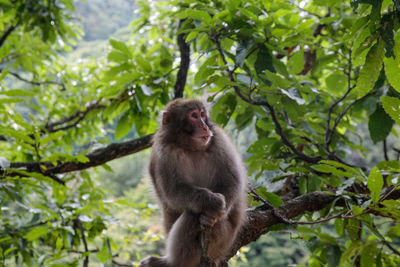 Low angle view of monkey sitting on tree