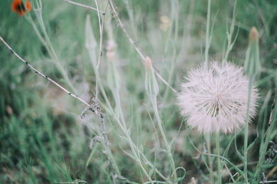 Close-up of dandelion on field