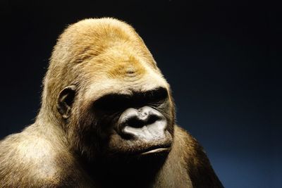 Close-up of monkey against black background