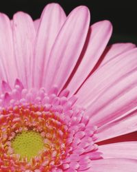 Close-up of pink flower