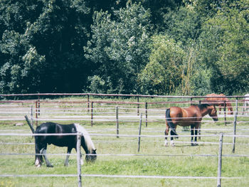 Horse standing in ranch