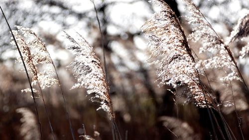 Close-up of frozen plant on land