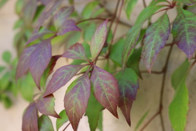 Close-up of green leaves on plant