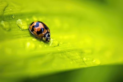 Close-up of insect on leaf