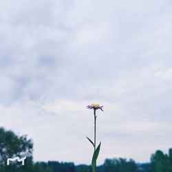 Close-up of flowering plant against sky