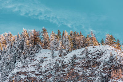 Snow covered plants against sky