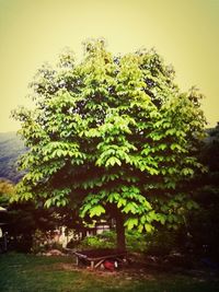 Plants growing on tree