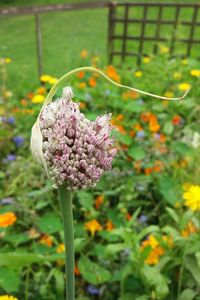 Close-up of flowers blooming outdoors