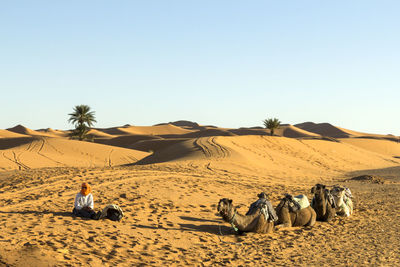 Person sitting by camels on desert against clear sky