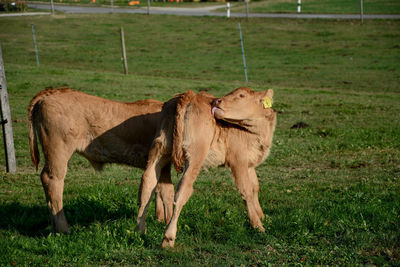 Cow standing in a field