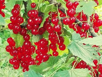 Close-up of red berries growing on plant