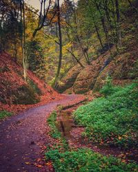 Road amidst trees in forest during autumn