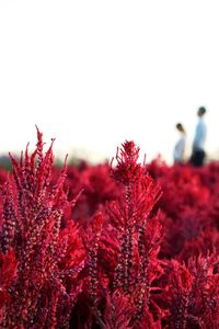 Close-up of red flowering plants against clear sky