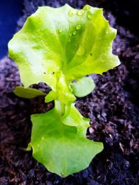 Close-up of wet leaf