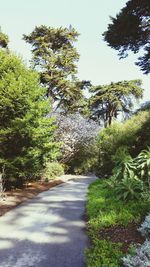 Road amidst trees against sky