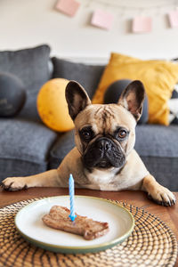 Dog eating food in plate