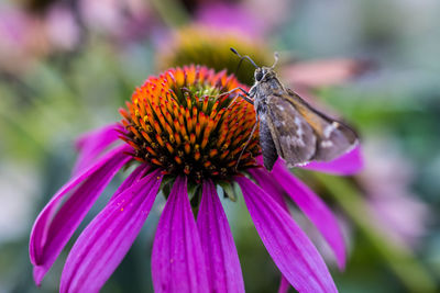 Close-up of butterfly on purple flower