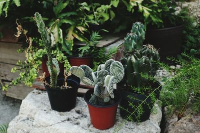 High angle view of cactus potted plant in backyard