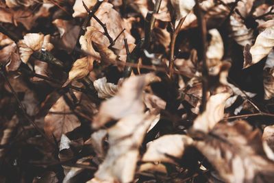 Close-up of leaves on ground