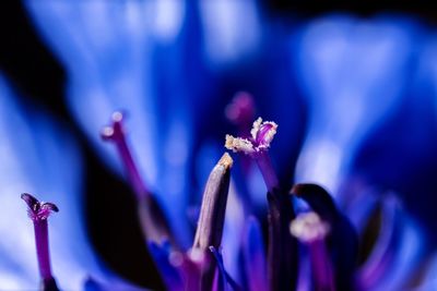 Close-up of purple flowering plant