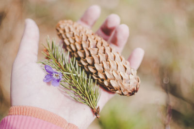 Close-up of hand holding wheat