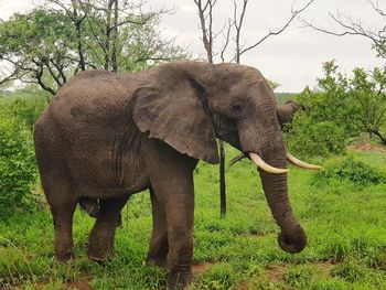 Elephant in a forest