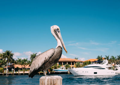 Close-up of pelican on wooden post against blue sky