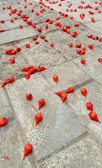 High angle view of red petals on fallen leaves