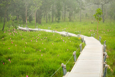 Boardwalk amidst trees on field