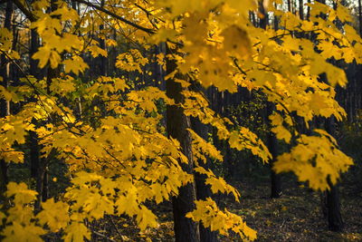 Close-up of yellow flowering plants on field