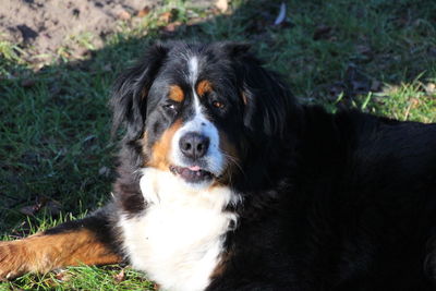 Close-up portrait of dog lying on grass