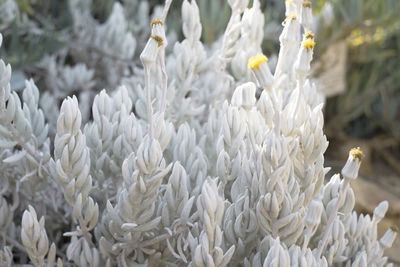 Close-up of white flowers